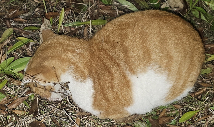 종료(자연사) 한국…